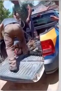 Susto em Petrópolis: Jacaré é encontrado dentro de residência e mobiliza resgate