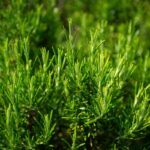 Sucesso com Alecrim em Casa: Botânico Alerta sobre a Vizinhança da Sua Horta