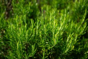 Sucesso com Alecrim em Casa: Botânico Alerta sobre a Vizinhança da Sua Horta